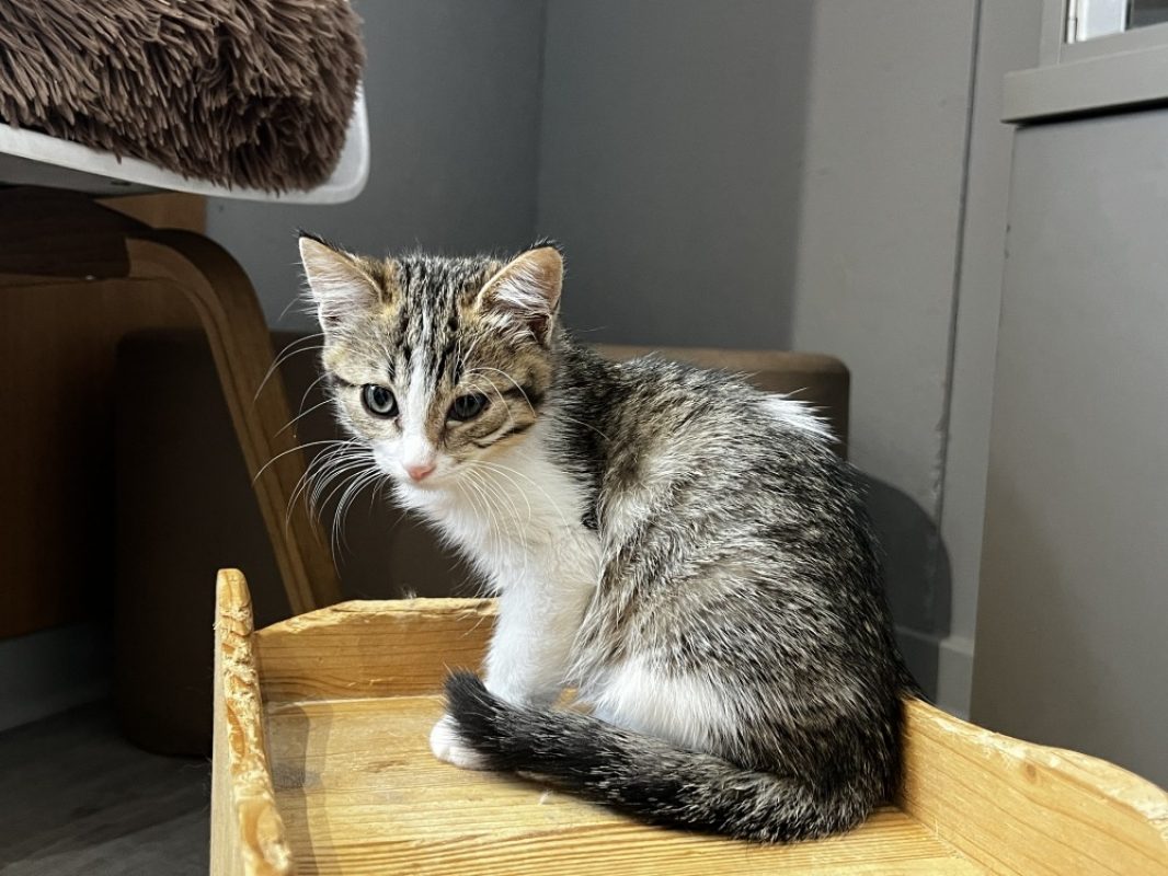 Barbouille - Chat Européen à adopter