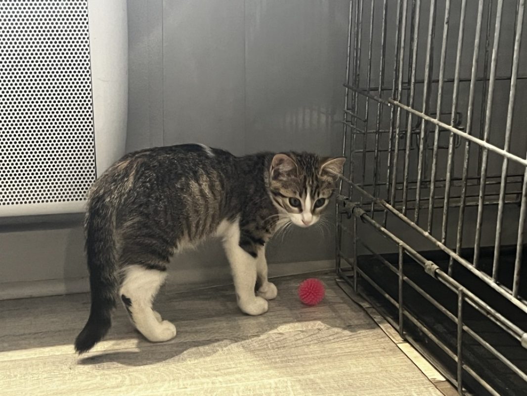 Barbouille - Chat Européen à adopter - photo 2
