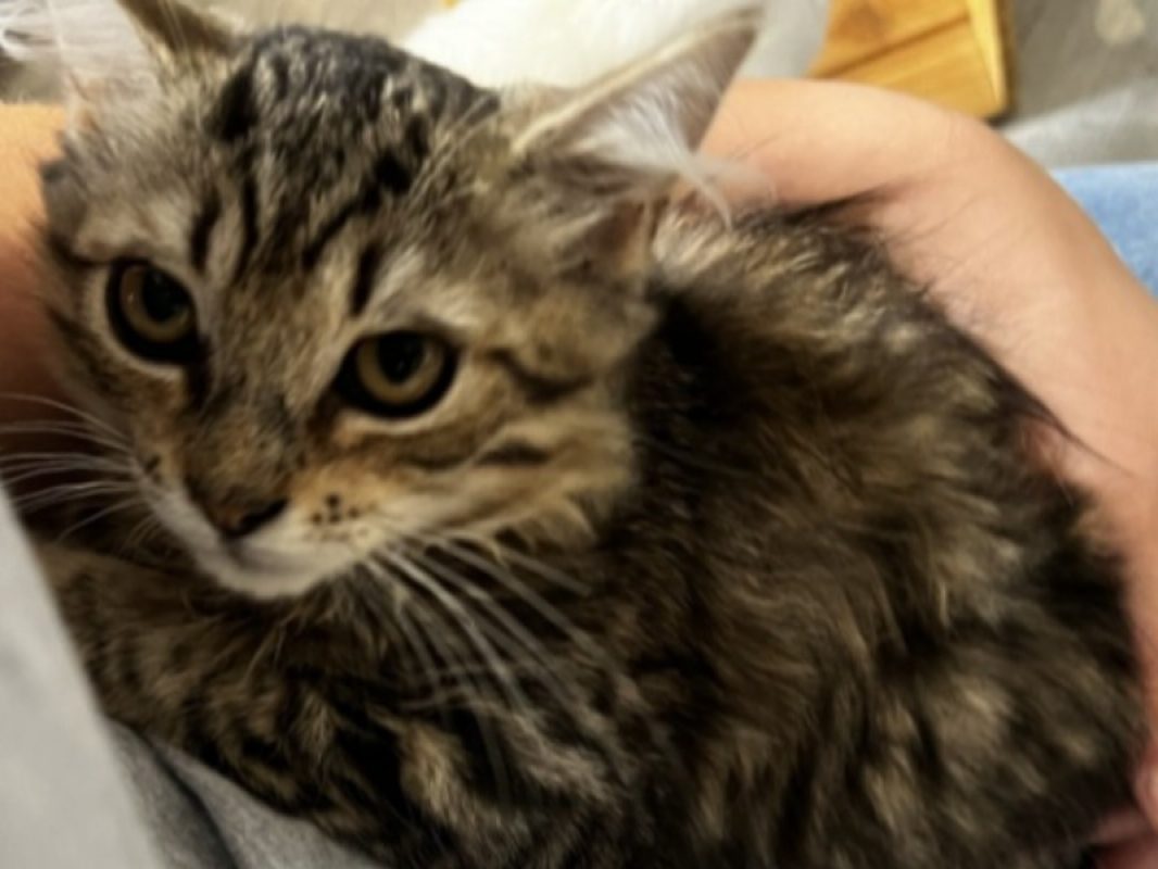 Broutille - Chat Européen à adopter - photo 3