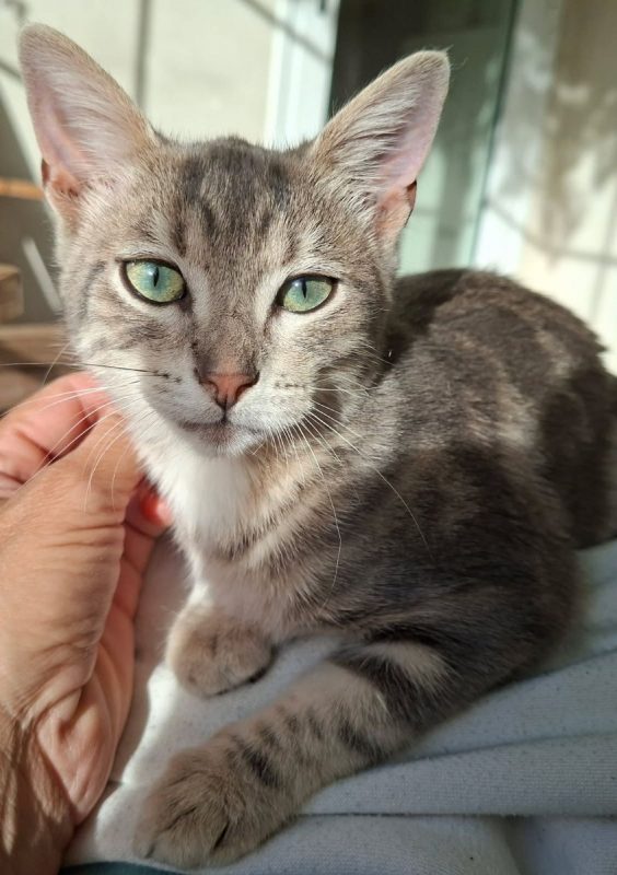 BOLIDE - Chat Européen à adopter