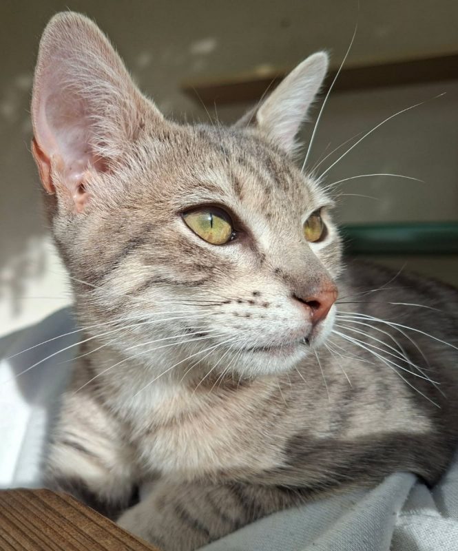 BOB - Chat Européen à adopter