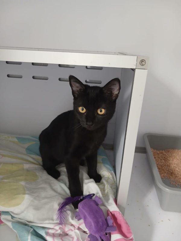 BOBUN - Chat Européen à adopter