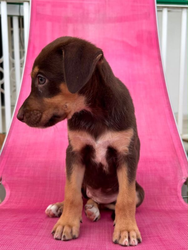 BLOOM - Chien à adopter - photo 6