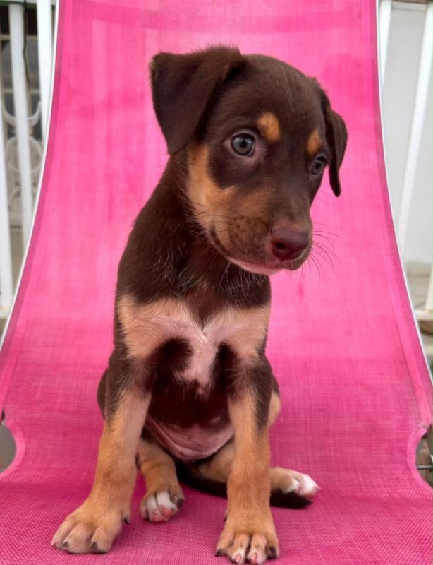 BLOOM - Chien à adopter - photo 3