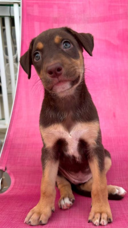 BLOOM - Chien à adopter - photo 2