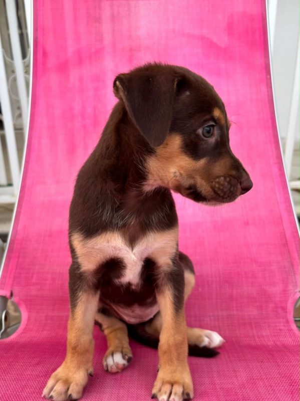 BLOOM - Chien à adopter - photo 5
