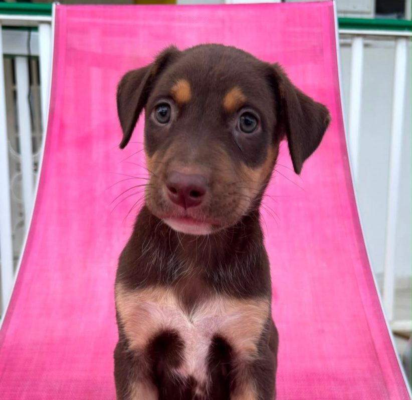 BLOOM - Chien à adopter