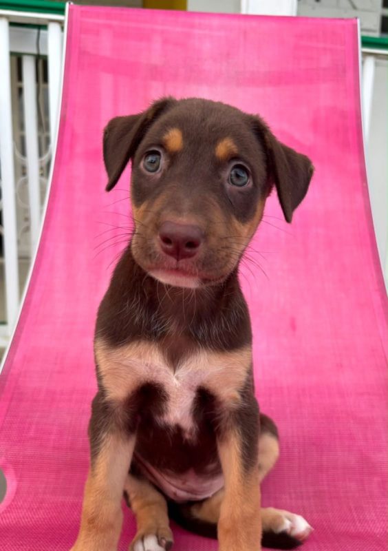 BLOOM - Chien à adopter - photo 4