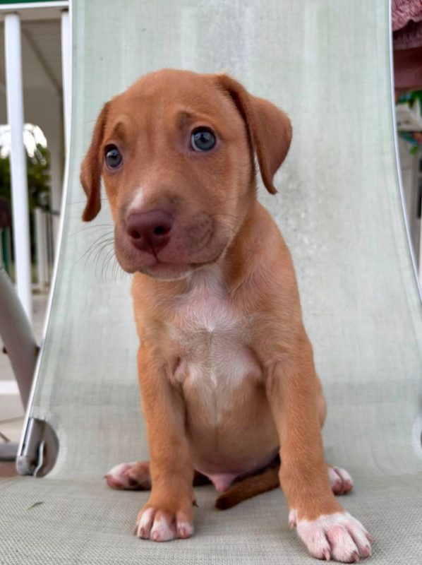 BOBBY - Chien à adopter - photo 6