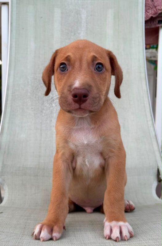 BOBBY - Chien à adopter