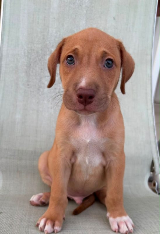 BOBBY - Chien à adopter - photo 4