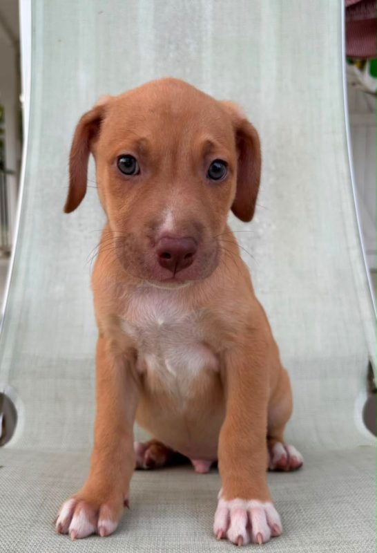 BOBBY - Chien à adopter - photo 3