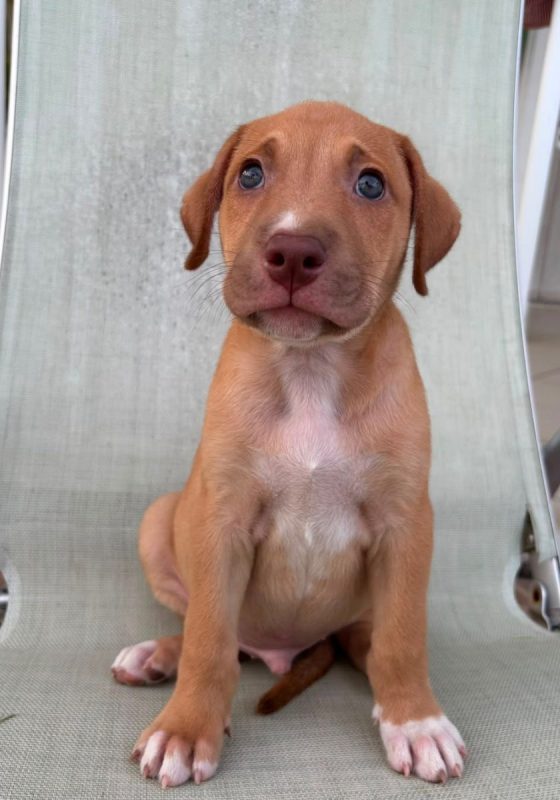 BOBBY - Chien à adopter - photo 5