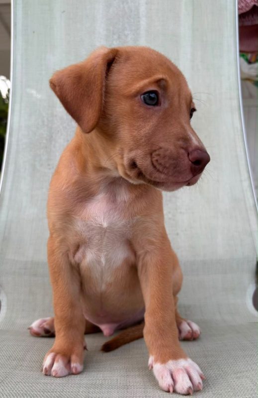 BOBBY - Chien à adopter - photo 2