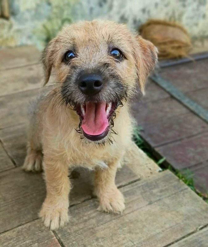 BRAYE - Chien à adopter