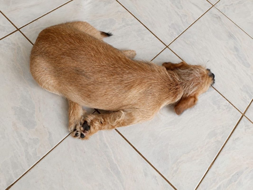 BRAYE - Chien à adopter - photo 6