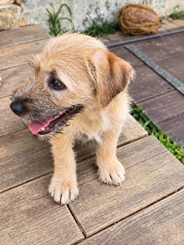 BRAYE - Chien à adopter - photo 5