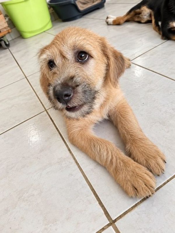 BRAYE - Chien à adopter - photo 3