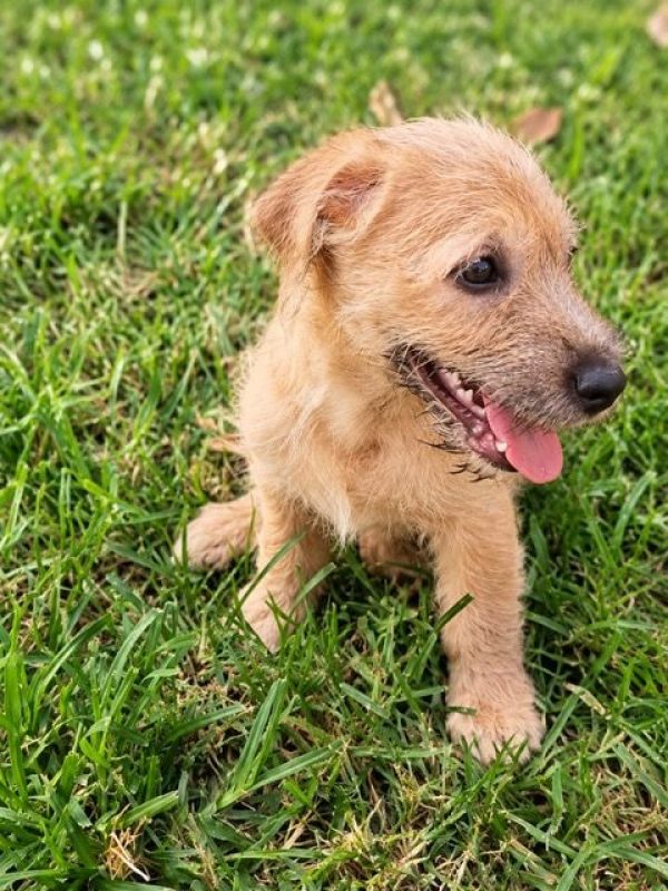 BRAYE - Chien à adopter - photo 4