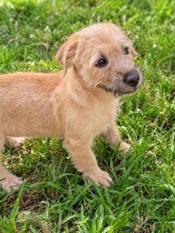 BRAYE - Chien à adopter - photo 2