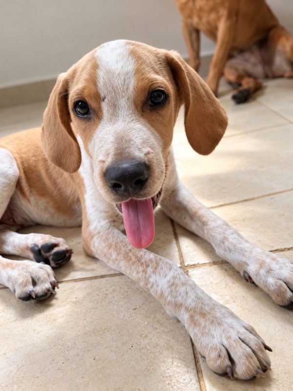 GERY - Chien à adopter - photo 5