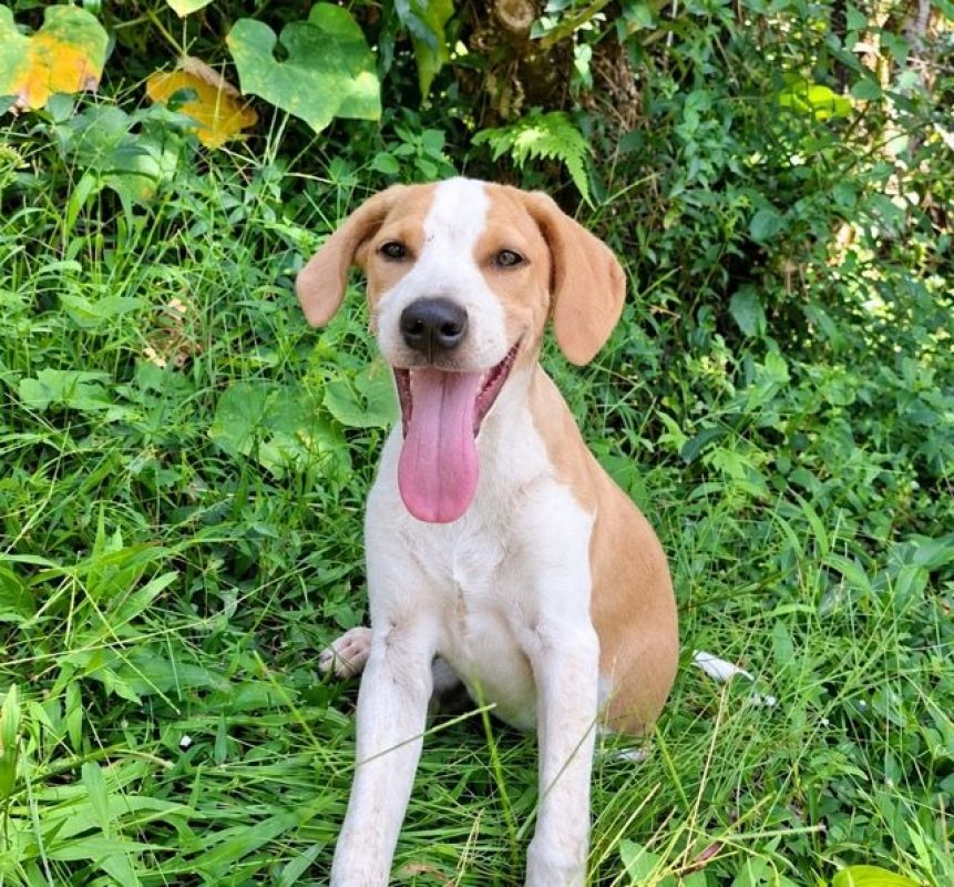 GERY - Chien à adopter