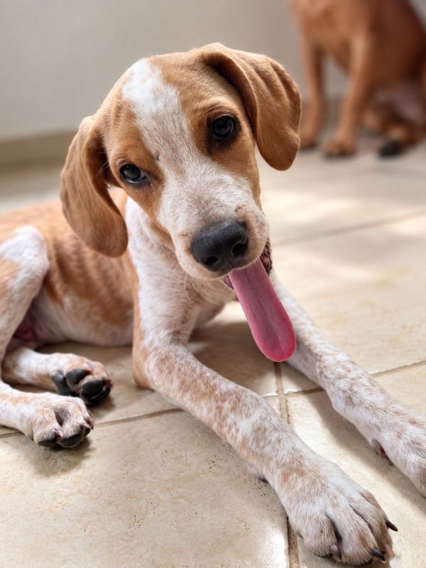 GERY - Chien à adopter - photo 3
