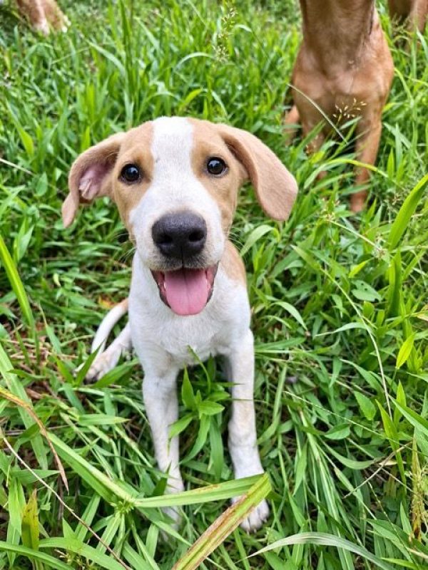 GERY - Chien à adopter - photo 4
