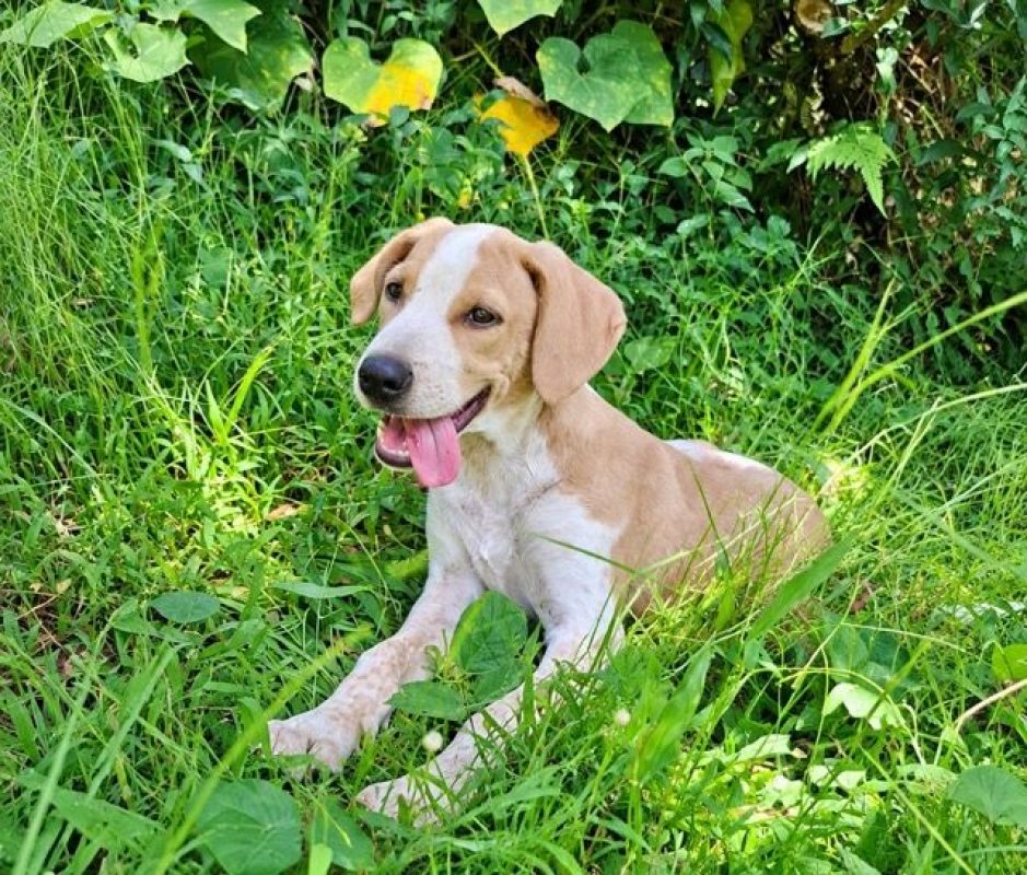 GERY - Chien à adopter - photo 2