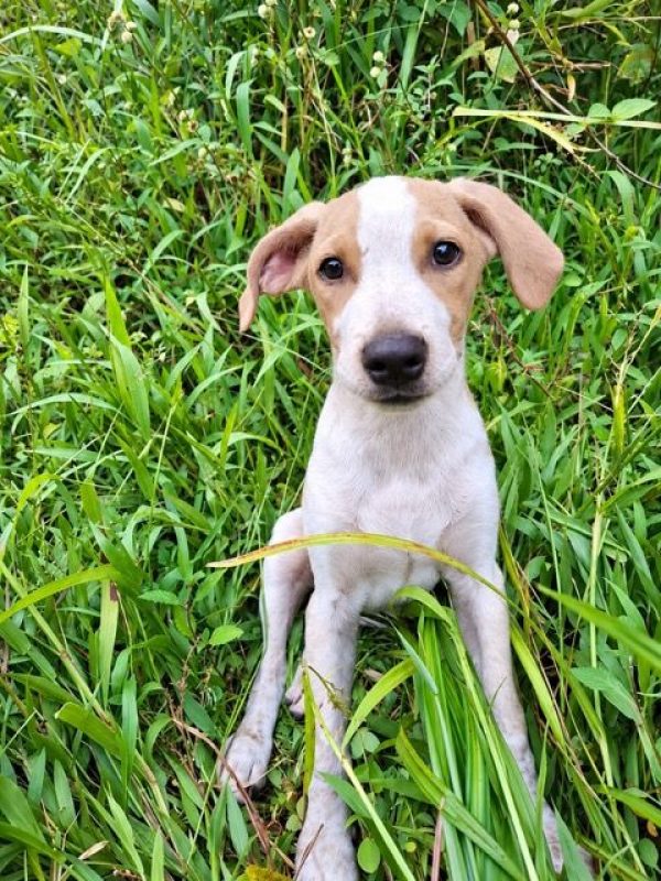 GERY - Chien à adopter - photo 7