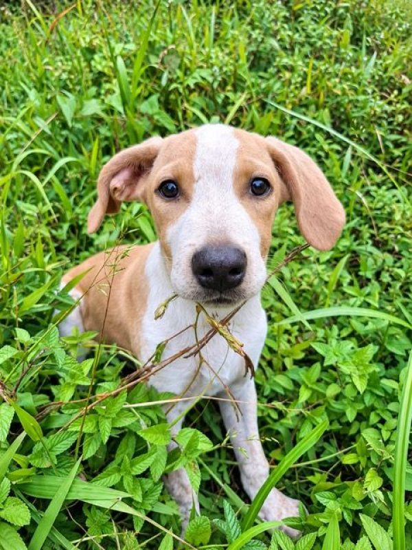 GERY - Chien à adopter - photo 6