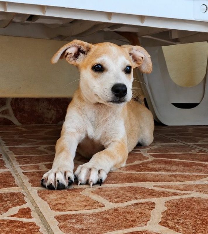 KWIDZA, chiot femelle Berger Créole - Chien à adopter - photo 4