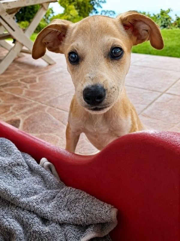 KWIDZA, chiot femelle Berger Créole - Chien à adopter - photo 5