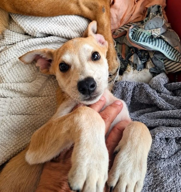 KWIDZA, chiot femelle Berger Créole - Chien à adopter - photo 2