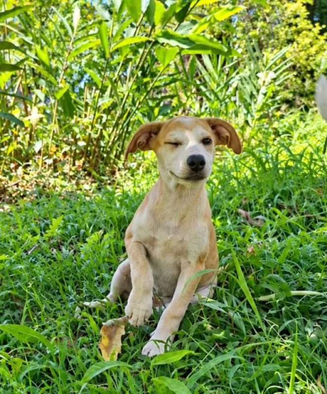 KWIDZA, chiot femelle Berger Créole - Chien à adopter - photo 6