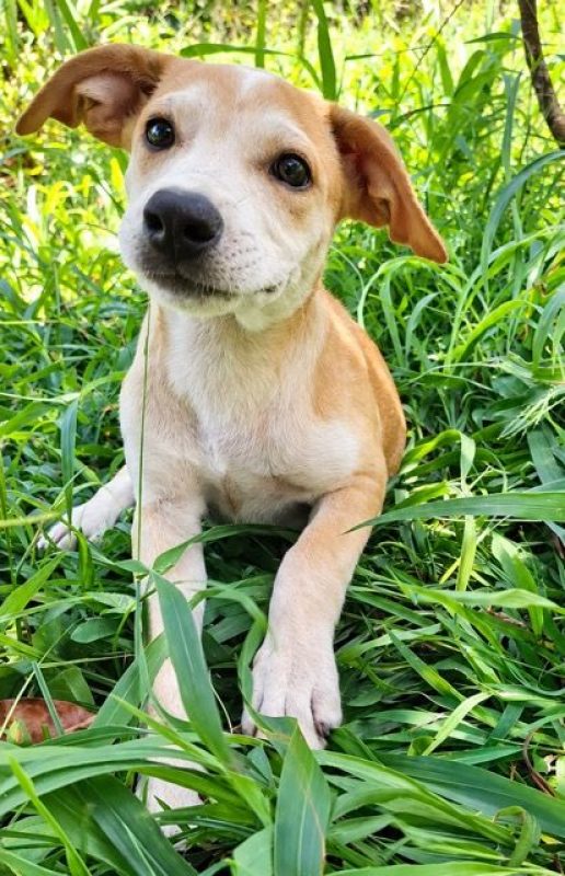 KWIDZA, chiot femelle Berger Créole - Chien à adopter - photo 3