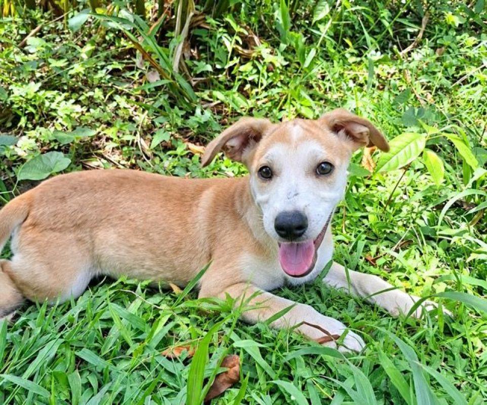 KWIDZA, chiot femelle Berger Créole - Chien à adopter