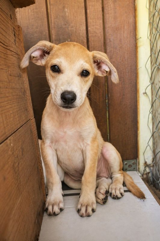 KWIDZA, chiot femelle Berger Créole - Chien à adopter - photo 7