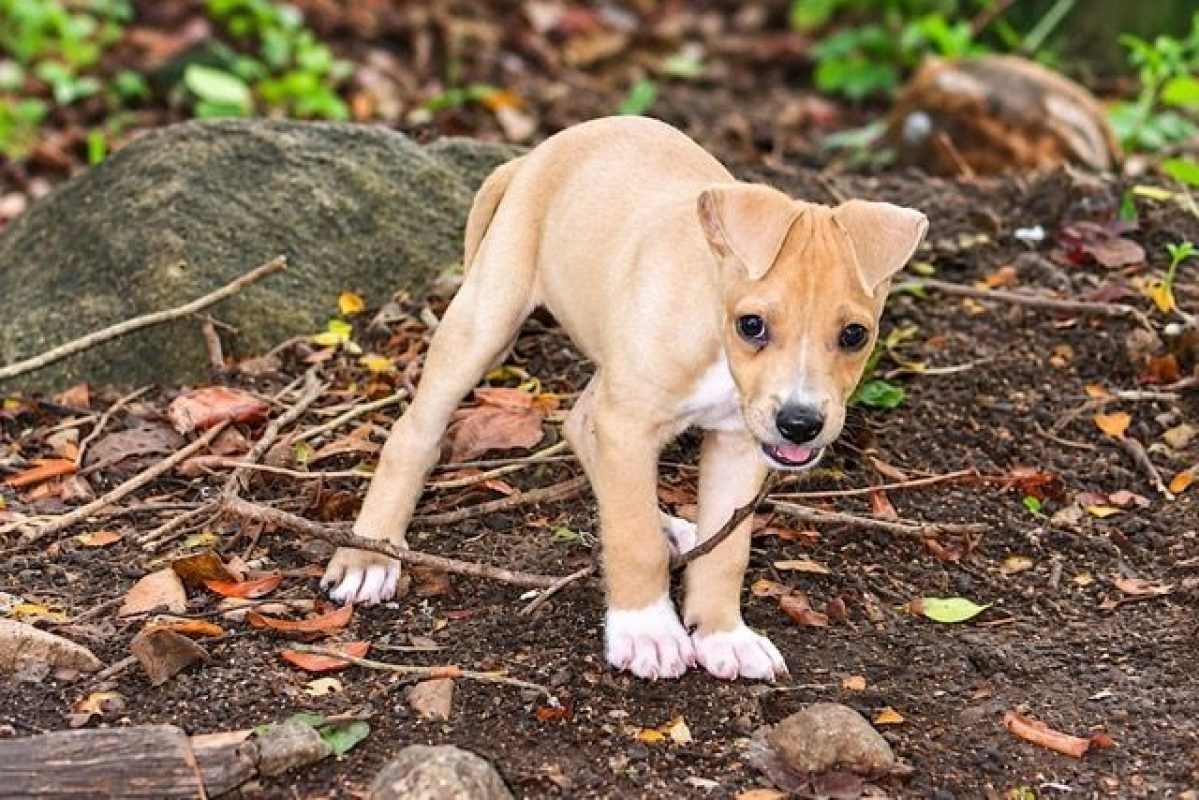 MAGNUM - Chien à adopter - photo 6