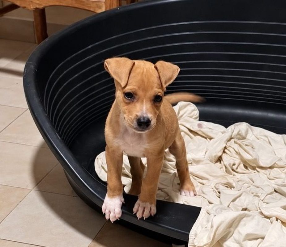 MAGNUM - Chien à adopter - photo 2