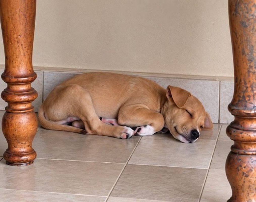 MAGNUM - Chien à adopter - photo 3
