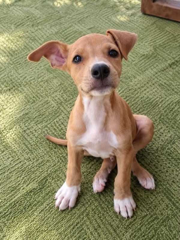 MAGNUM - Chien à adopter - photo 5
