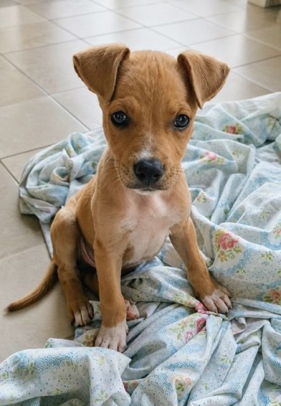 MAGNUM - Chien à adopter