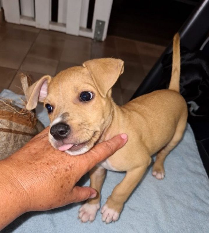 MAGNUM - Chien à adopter - photo 7