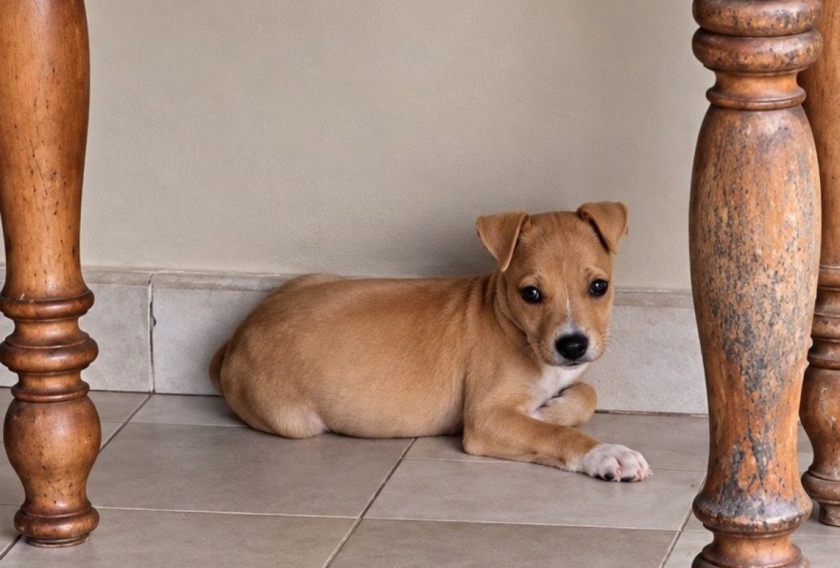 MAGNUM - Chien à adopter - photo 8