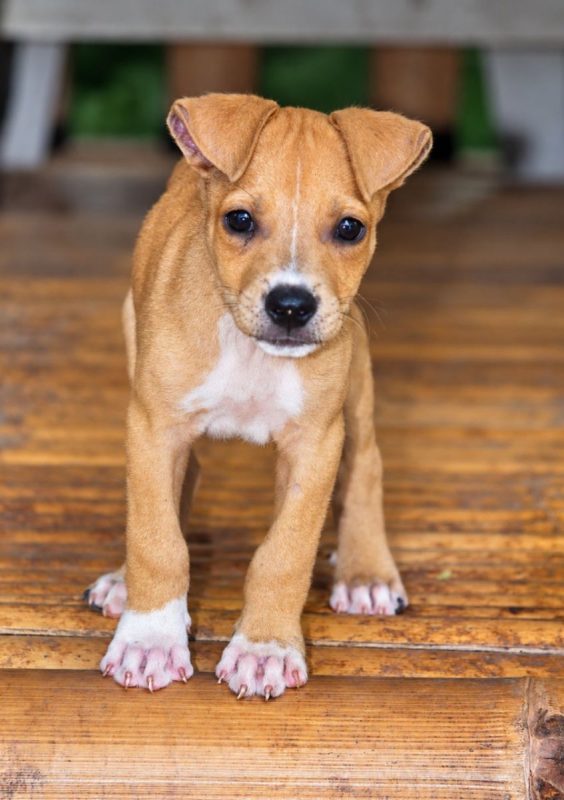 MAGNUM - Chien à adopter - photo 4