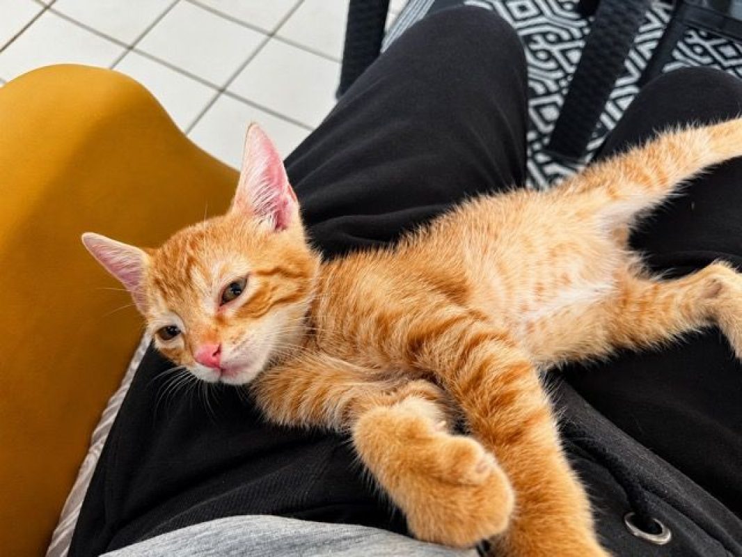 TIGROOT - Chat à adopter - photo 2