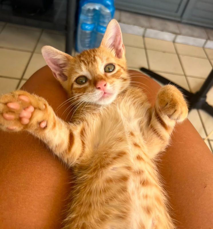 TIGROOT - Chat à adopter