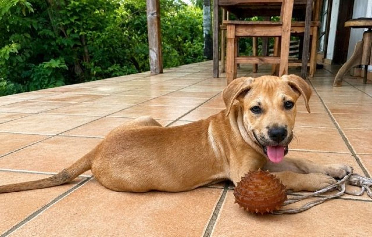 TOON - Chien à adopter - photo 4