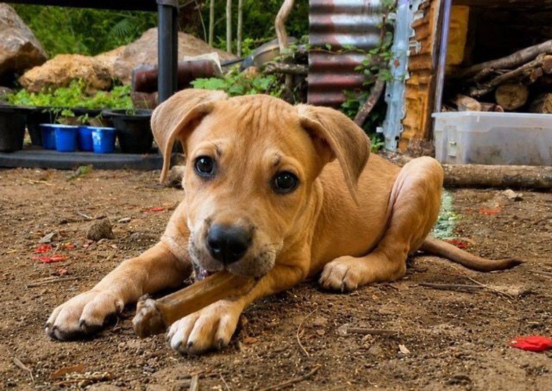 TOON - Chien à adopter - photo 6